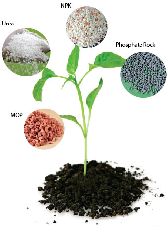 plant